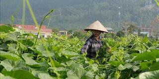 Nông dân kiếm gần 200 triệu đồng/ha nhờ trồng su su chất lượng cao