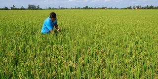 Gạo BL9 kỳ vọng thương hiệu gạo ngon