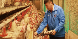 Nâng tầm thương hiệu trứng gà OCOP Ninh Điệp