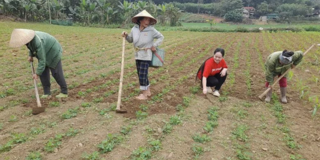Xây dựng vùng nguyên liệu phát triển bền vững sản phẩm OCOP