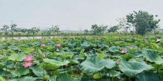 Kỳ vọng phát triển sản phẩm OCOP từ cây sen