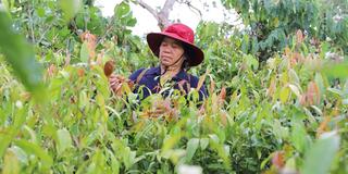 Chương trình OCOP, động lực phát triển kinh tế nông thôn bền vững
