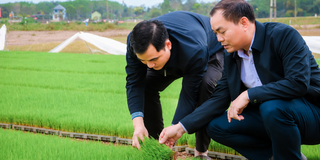 Xử lý giống cây trồng và sản phẩm OCOP nhái: Cần "lá chắn" sở hữu trí tuệ