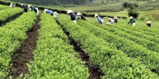 Đẩy mạnh quảng bá, tôn vinh sản phẩm OCOP tiêu biểu