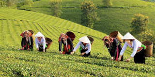 Đưa sinh kế vào trung tâm giảm nghèo vùng dân tộc thiểu số