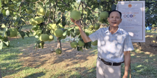 Ông Lập ghép cây, nâng giá trị bưởi OCOP ở Yên Bài