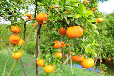<a href="/tin-tuc/thuong-hieu" title="Thương hiệu" rel="dofollow">Thương hiệu</a>