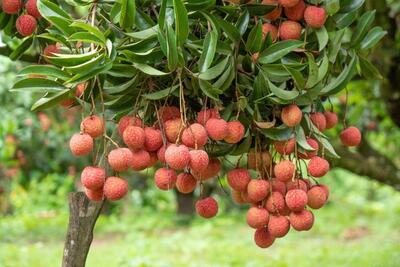 <a href="/tin-tuc/so-huu-tri-tue" title="Sở hữu trí tuệ" rel="dofollow">Sở hữu trí tuệ</a>