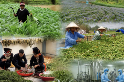 <a href="/tin-tuc/kinh-te-suc-khoe" title="Kinh tế sức khỏe" rel="dofollow">Kinh tế sức khỏe</a>