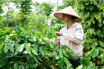 <a href="/tin-tuc/so-huu-tri-tue" title="Sở hữu trí tuệ" rel="dofollow">Sở hữu trí tuệ</a>