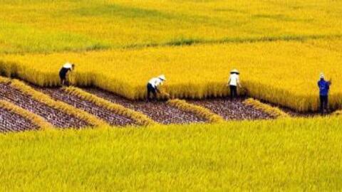 VN sang Campuchia học làm thương hiệu gạo: Lời người trong cuộc
