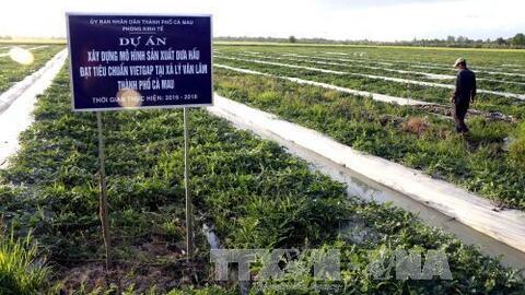 Cà Mau ra sức bảo vệ dưa hấu vụ Tết