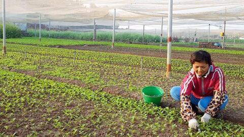 Đưa nông sản sạch đến bếp ăn