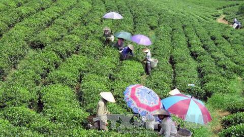 Hơn 220 tỷ đồng phát triển thương hiệu chè Thái Nguyên