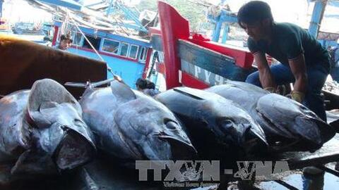 Cá ngừ Việt Nam mất lợi thế cạnh tranh ở thị trường Nhật vì bị áp thuế cao