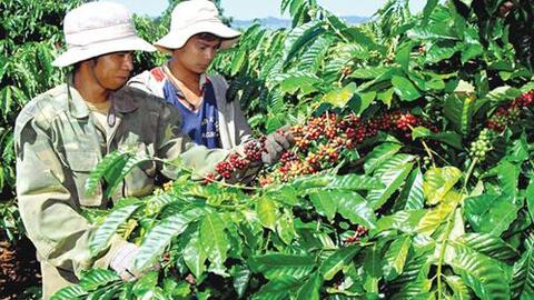 Cách nào xuất khẩu cà phê bền vững?