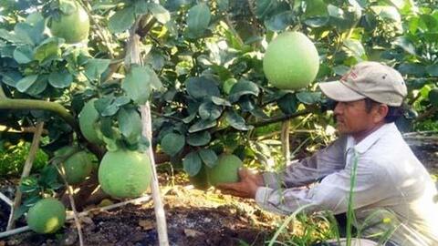 Xây dựng thương hiệu nông sản: Giải pháp nâng sức cạnh tranh và tăng giá trị