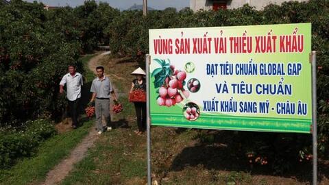Sáng tạo trong xúc tiến thương mại đem lại giá trị lớn cho thương hiệu vải thiều Bắc Giang