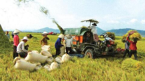 Làm thế nào để đưa thương hiệu gạo Việt ra thế giới?