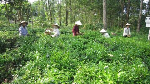 Đặc sản Tết: Cả làng xây dựng thương hiệu chè sạch Ba Trại