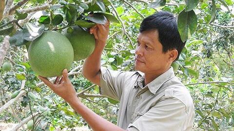 Bưởi da xanh Bến Tre được cấp chứng nhận chỉ dẫn địa lý