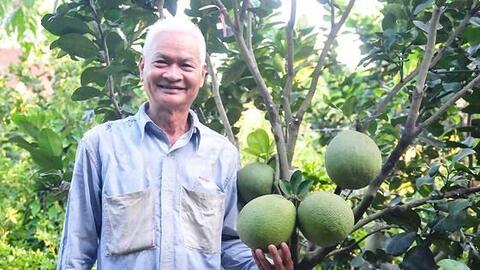 Trồng bưởi công nghệ cao