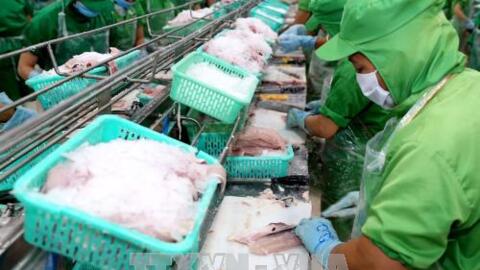 Doanh nghiệp xuất khẩu cá tra-basa Việt Nam vẫn bị áp dụng mức thuế chống bán phá giá rất cao
