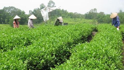 Nông dân không thể tự làm thương hiệu xuất khẩu