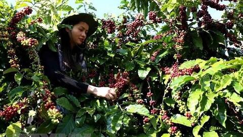 Càphê Việt Nam sánh ngang các thương hiệu càphê nổi tiếng thế giới