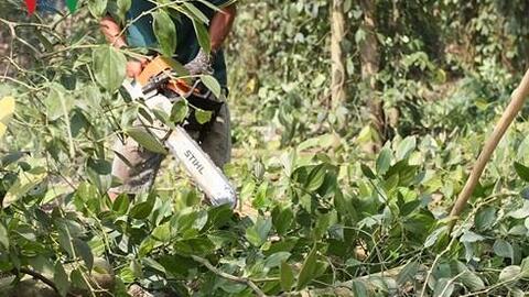 Nỗi lo chặt tiêu trồng chuối khi thấy được mùa được giá