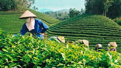 Tiêu chuẩn nghiêm ngặt, xuất khẩu chè sang Pakistan giảm mạnh