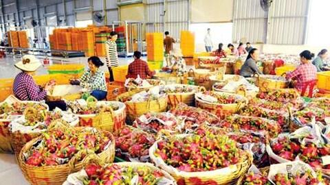 Xuất khẩu khởi sắc nhưng vẫn lắm gian nan