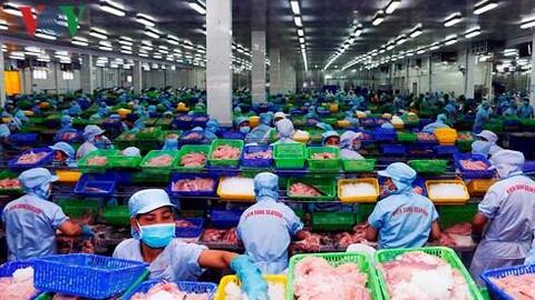 Nhiều doanh nghiệp làm ăn “chộp giật” đang làm giảm uy tín cá tra Việt