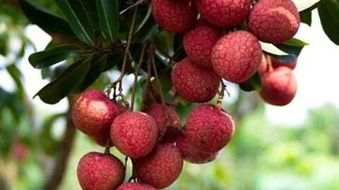 Tăng chế biến và mở rộng thị trường tránh “bí đầu ra” cho vải, nhãn