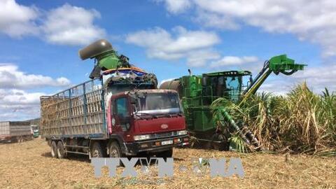 Mía đường trước sức ép hội nhập: Chiến lược lâu dài, liên kết với nông dân