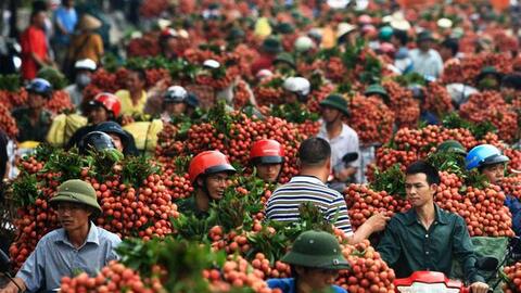 Vải đầu mùa giá rẻ hơn vụ trước