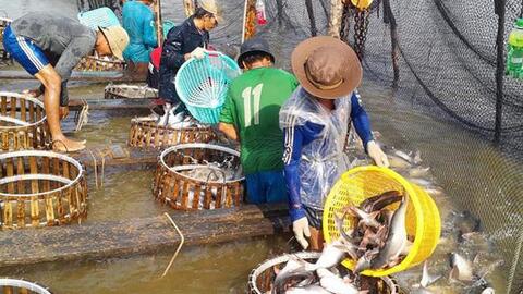 Bẫy thị trường và nguy cơ vỡ trận cá tra