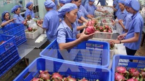 Đẩy mạnh tiêu thụ nông sản: Phát triển mô hình liên kết doanh nghiệp và hợp tác xã