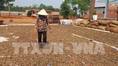 Đẩy mạnh tiêu thụ nông sản: Ngành điều thay đổi chiến lược phát triển
