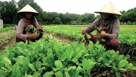 Giải pháp toàn diện cho chuỗi giá trị nông sản