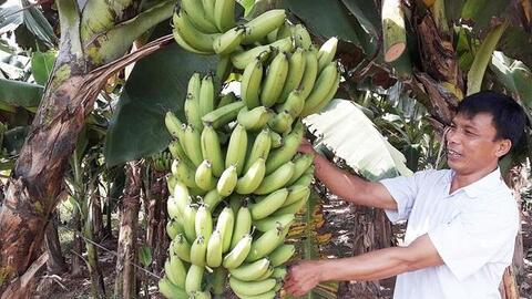 Phát triển cây ăn quả giá trị kinh tế cao: Hướng tới xuất khẩu bền vững
