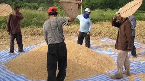 Bài học xây dựng thương hiệu gạo của Thái Lan
