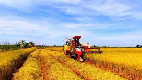 Tổ chức nhỏ lẻ, thiếu liên kết cản trở nông sản Việt