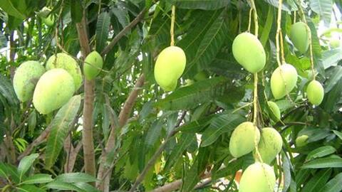 Xây dựng thương hiệu cho xoài Yên Châu