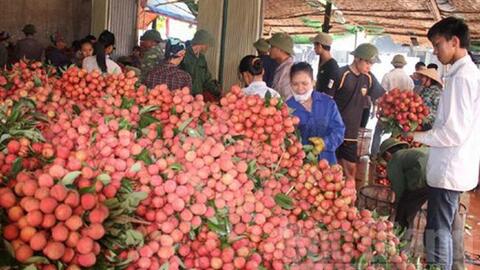 Hàng nghìn thương nhân đổ về Bắc Giang thu mua vải thiều