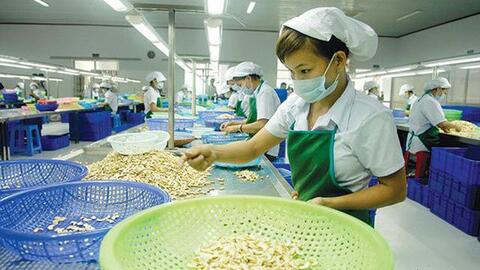 Hạt điều Việt Nam: Cần lắm một đầu tàu!