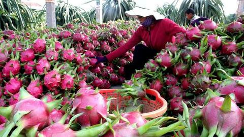 Khắc nghiệt cuộc đua xuất khẩu trái cây