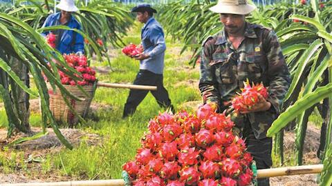 Xuất khẩu nông sản vào Hàn Quốc: Cửa lớn nhưng khó qua