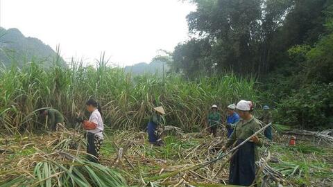 “Đường kính nhập lậu phá nát doanh nghiệp mía đường Việt Nam”