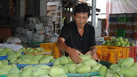 Xuất khẩu xoài sang Mỹ: Lắm nỗi gian truân